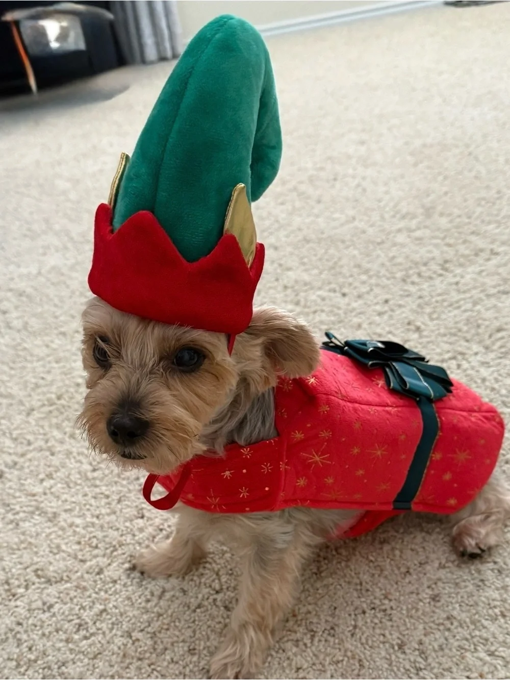 Holiday Red and Green Dog Costume - Festive Pet Outfit
